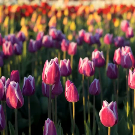 Аромамасло Candlescience - Tulip Fields - Тюльпановые поля